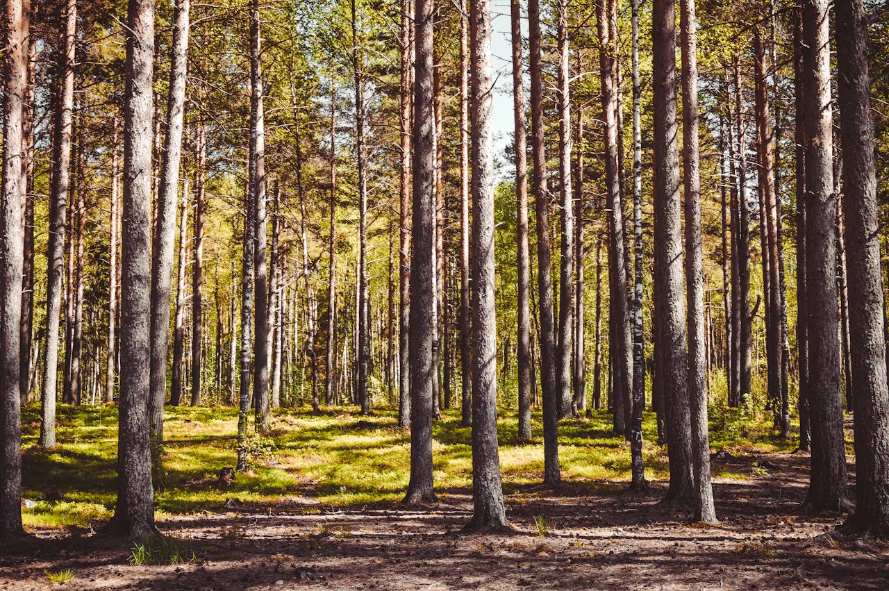 A tranquil forest with tall pine trees illuminated by warm sunlight.